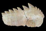 Fossil Cow Shark (Hexanchus) Tooth - Morocco #72847-1